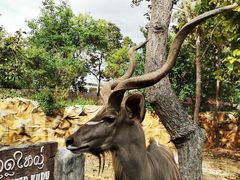 -清迈夜间动物园