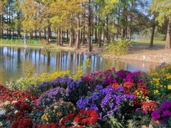 -上海共青森林公园