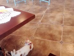 大堂-共舞时光猫咖·狗咖(新街口店)