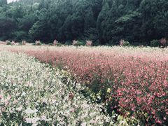 -中国香山·寿香谷