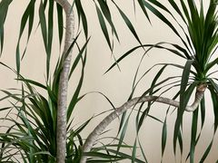 -星美科技皮肤管理中心(国贸店)