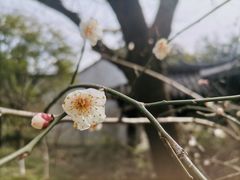 -杭州半山国家森林公园