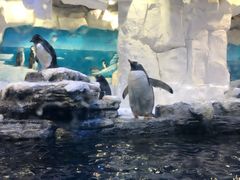 -华夏文旅海洋公园