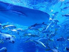 -烟台海昌鲸鲨海洋公园
