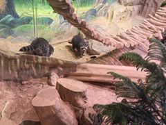 -正佳雨林生态植物园