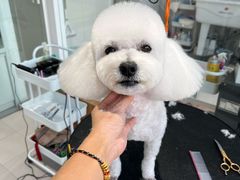 -爱宠屋pet shop·宠物洗澡·宠物美容