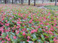 -黑龙江省森林植物园