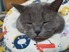 -佳怡动物医院·平价24小时·猫专科骨外科