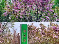 -长白岛森林公园