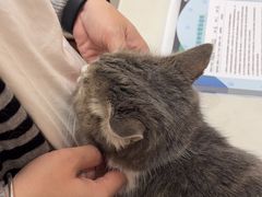 -瑞派紫金宠物医院24小时·骨科·中兽医·重症转诊中心(番禺大石院)