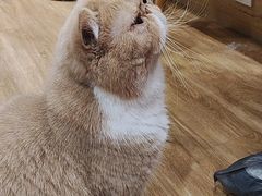 -滚猫咖啡·猫咖·猫友好撸猫(未来城店)