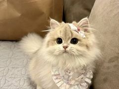 -猫十亿·布偶金渐层·曼基康矮脚猫舍(青年路店)