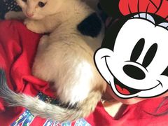 -中农大我爱我爱24h动物医院·中医针灸·猫专科·骨科医疗中心(双井店)