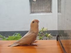 -吉丁鸟咖·异宠·寄养