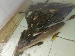 -金台阶鱼馆(于桥水库店)