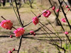 -蜀冈西峰生态公园