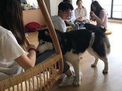 -Husky Go! 哈士奇体验馆·宠物咖啡厅狗咖