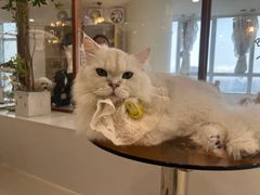 -共舞时光猫咖·狗咖(新街口店)