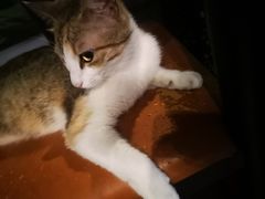 -虚荣精酿酒屋(五羊店)