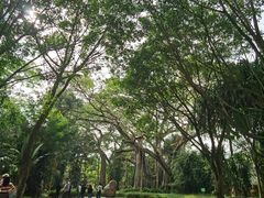 -瑞丽独树成林风景区