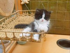 -帕帕拉兹宠物(亚洲旗舰店)