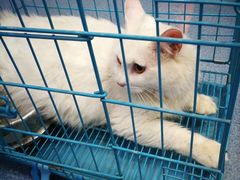 -伟伟宠物医院·CT影像中心·瑞派犬猫综合性门诊(汉口总院)