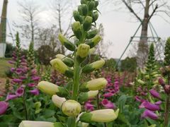 -东莞植物园
