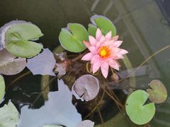 -不倒翁·徽天下名菜楼(马鞍山路店)