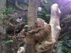 -正佳雨林生态植物园