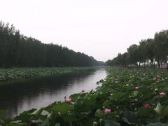 -白洋淀景区