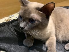 -滚猫咖啡·猫咖·猫友好撸猫(未来城店)