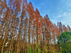 -野蔓果·山野菜(西湖景区·龙井茶田店)
