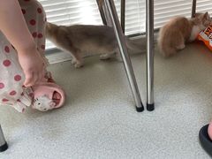 -美美宠物诊疗中心·异宠·骨科(滨江东信分院)