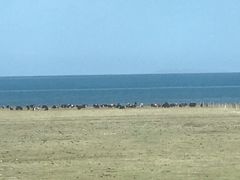 -青海湖国家重点风景名胜区