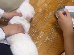 -瑞派宠物医院·24小时骨科·心脏·核磁(哈尔滨南岗店)