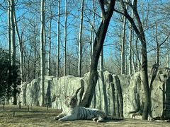 -北京野生动物园