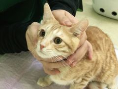 -艾贝尔宠物诊疗