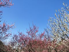 -无锡梅园公园