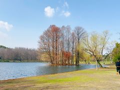 -上海共青森林公园