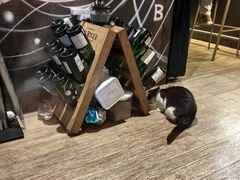 -Wine Universe 宇宙酒馆
