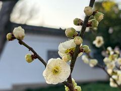 -无锡梅园公园