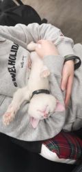 -蚂蚁造型俱乐部
