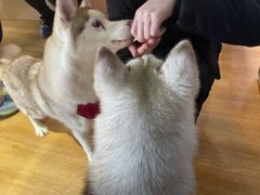 -Husky Go! 哈士奇体验馆·宠物咖啡厅狗咖