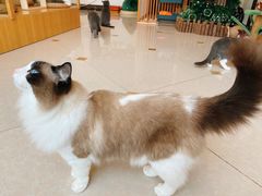 -Catmate·猫肥家润(金润铂宫店)