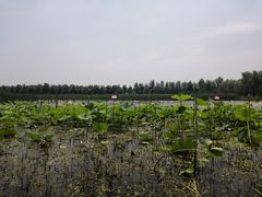 -东郊湿地公园