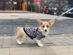 -袖虎宠物·金渐层缅因猫舍(灵芝店)