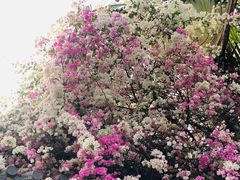 -深圳国际园林花卉博览园