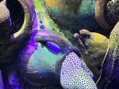 -太平洋海底世界