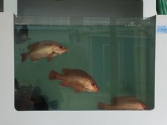 -南蚝小贝海鲜特色餐厅(南澳岛店)