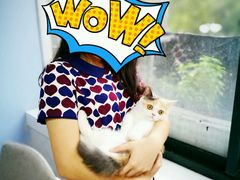 -喵的天空名猫咖啡馆·撸猫·猫舍·用品